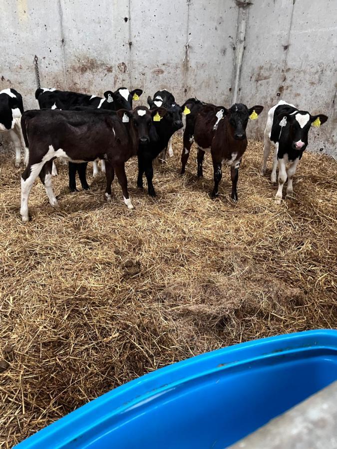 Lacken Farmyard Kilmihil Екстериор снимка